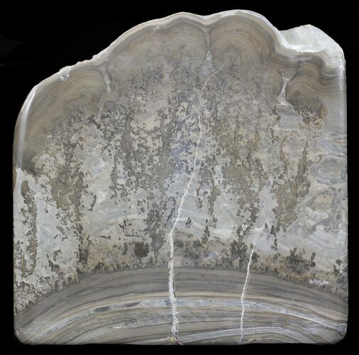 Triassic Aged Stromatolite Fossil - England #67421